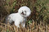 BICHON FRISE 050